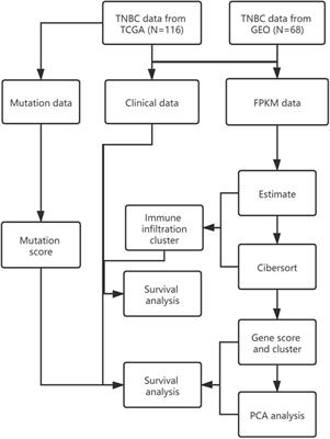 Identification of Immune-Related Risk Characteristics and Prognostic Value of Immunophenotyping in TNBC